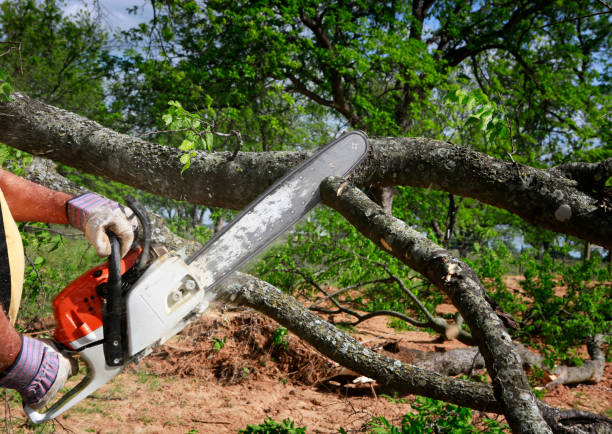 Best Large Tree Removal  in Broad Creek, NC